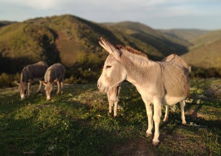 Vénus avec vue sur la vallée